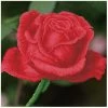 Diamond Dotz Rose Bud 31cm X 31cm -Hasbro Store bf82c7849742889d68ea456a588d2ce0 thumb