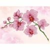 Diamond Dotz Orchid Spray 27cm X 37cm -Hasbro Store d9debfd6712a9b680e273c73038ce781 thumb
